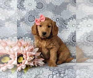 Goldendoodle (Miniature) Puppy for sale in KIRKWOOD, PA, USA