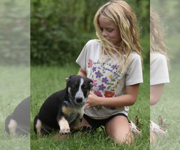 Medium Photo #10 Mutt Puppy For Sale in Mechanicsburg, PA, USA