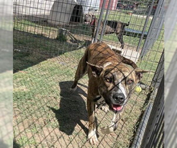 Medium Photo #1 American Pit Bull Terrier-Unknown Mix Puppy For Sale in Waco, TX, USA