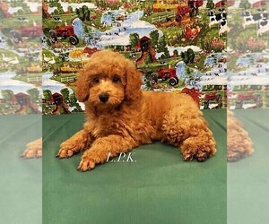 Poodle (Miniature) Puppy for sale in WINNSBORO, LA, USA