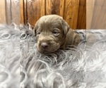 Small #13 Labrador Retriever