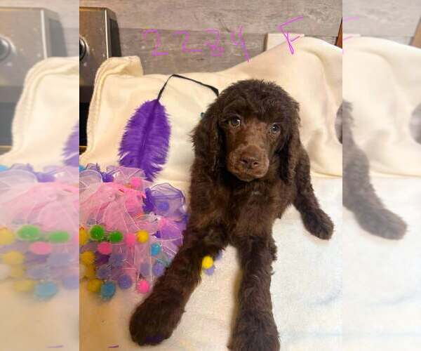 Medium Photo #1 Poodle (Standard) Puppy For Sale in DUNNELLON, FL, USA