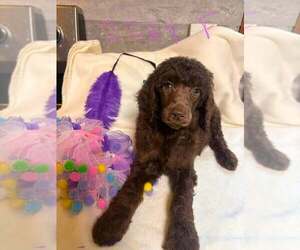 Poodle (Standard) Puppy for sale in DUNNELLON, FL, USA
