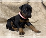 Small Photo #10 Doberman Pinscher Puppy For Sale in NEWTON, NC, USA