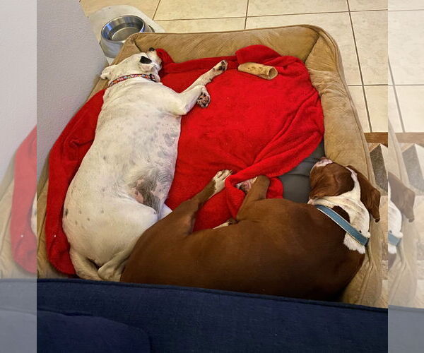 Medium Photo #5 Boxer-Unknown Mix Puppy For Sale in Sanford, FL, USA