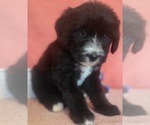 Small Photo #3 Bernedoodle Puppy For Sale in COOLIDGE, AZ, USA