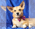 Small #1 Shiba Inu-pomeranian spitz Mix