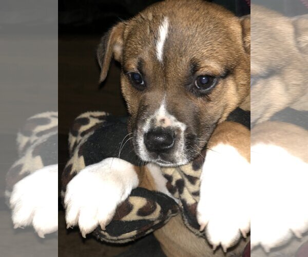 Medium Photo #12 Boxer-Unknown Mix Puppy For Sale in Dana Point, CA, USA