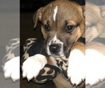 Small Photo #12 Boxer-Unknown Mix Puppy For Sale in Dana Point, CA, USA