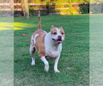 Small Photo #11 American Staffordshire Terrier-Unknown Mix Puppy For Sale in Holly Springs, NC, USA