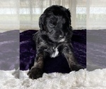 Small Photo #4 Miniature Australian Shepherd-Miniature Bernedoodle Mix Puppy For Sale in BLUE SPRINGS, MO, USA