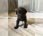Small Photo #2 Labrador Retriever Puppy For Sale in DUBUQUE, IA, USA