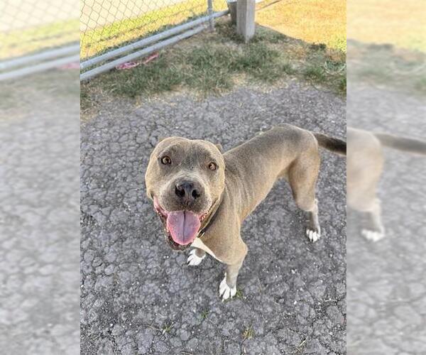 Medium Photo #2 American Staffordshire Terrier-Unknown Mix Puppy For Sale in Corpus Christi, TX, USA