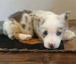Pembroke Welsh Corgi Puppy for sale in MILTON, WI, USA