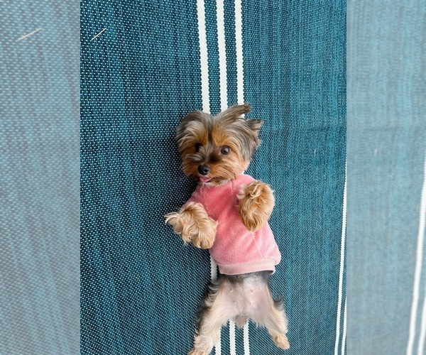 Medium Photo #9 Yorkshire Terrier Puppy For Sale in WEST HARTFORD, CT, USA