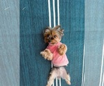 Small #8 Yorkshire Terrier