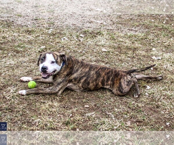 Medium Photo #18 American Pit Bull Terrier-Unknown Mix Puppy For Sale in Lockport, NY, USA
