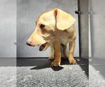 Small Mutt
