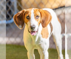 Mutt Dogs for adoption in Hilton Head, SC, USA