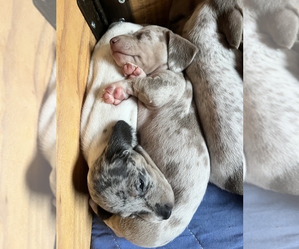 Medium Photo #41 Dachshund Puppy For Sale in LAKEBAY, WA, USA