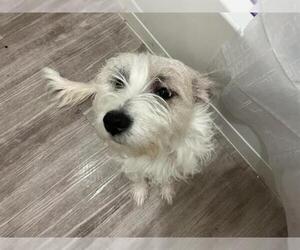 Pointer Dogs for adoption in San Antonio, TX, USA