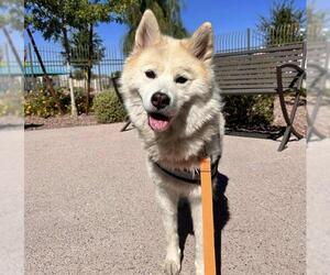Siberian Husky-Unknown Mix Dogs for adoption in Las Vegas, NV, USA