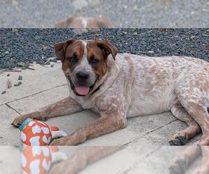 Mutt Dogs for adoption in San Antonio, TX, USA