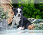 Small Photo #10 Boston Terrier Puppy For Sale in HARLAN, IN, USA