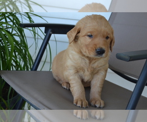 Golden Retriever Puppy for sale in GREENWOOD, WI, USA