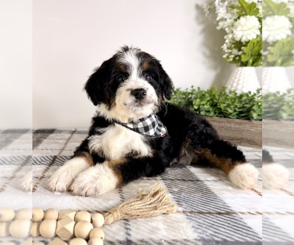 Medium Photo #5 Bernedoodle (Miniature) Puppy For Sale in GREENFIELD, IN, USA
