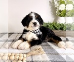 Small #4 Bernedoodle (Miniature)