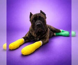 Mutt Dogs for adoption in Redlands, CA, USA