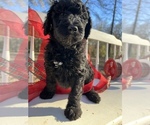 Small Photo #21 Goldendoodle Puppy For Sale in PIEDMONT, SC, USA
