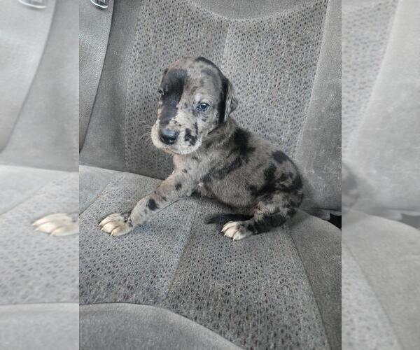 Medium Photo #2 Great Dane Puppy For Sale in MADISON, IN, USA