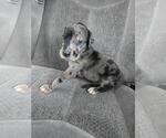 Small Photo #11 Great Dane Puppy For Sale in MADISON, IN, USA