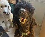Small Photo #1 Poodle (Standard) Puppy For Sale in WINFIELD, IL, USA
