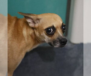 Chihuahua Dogs for adoption in San Antonio, TX, USA