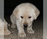 Small #77 Labrador Retriever