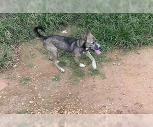 Letty - Female Shiba Inu-Siberian Husky Mix Dog for Adoption - Photo #3