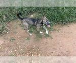 Small Photo #3 Shiba Inu-Siberian Husky Mix Puppy For Sale in Silver Spring, MD, USA