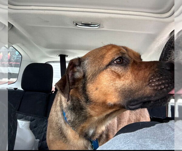 Medium Photo #2 Black Mouth Cur-Boxer Mix Puppy For Sale in Winston Salem, NC, USA