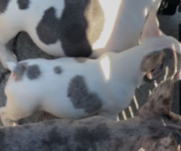 Medium Photo #5 French Bulldog Puppy For Sale in ANTIOCH, CA, USA