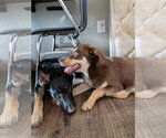 Small #4 Australian Shepherd Mix