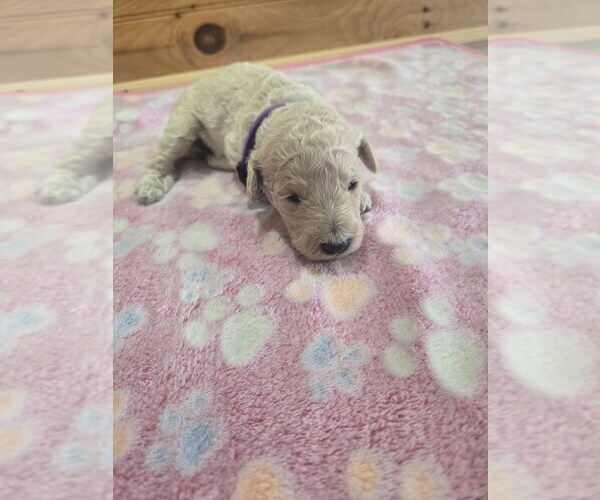 Medium Photo #1 Poodle (Standard) Puppy For Sale in WILLIAMSTOWN, KY, USA