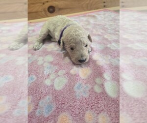Poodle (Standard) Puppy for sale in WILLIAMSTOWN, KY, USA