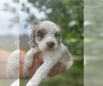 Puppy Puppy 4 Aussiedoodle Miniature -Cocker Spaniel Mix