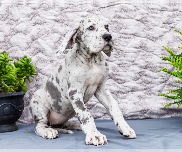 Medium Photo #7 Great Dane Puppy For Sale in WAKARUSA, IN, USA