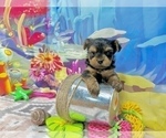 Small #5 Yorkshire Terrier