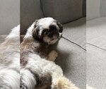 Small #2 Shih Tzu