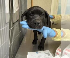 Labrador Retriever-Unknown Mix Dogs for adoption in Riverside, CA, USA